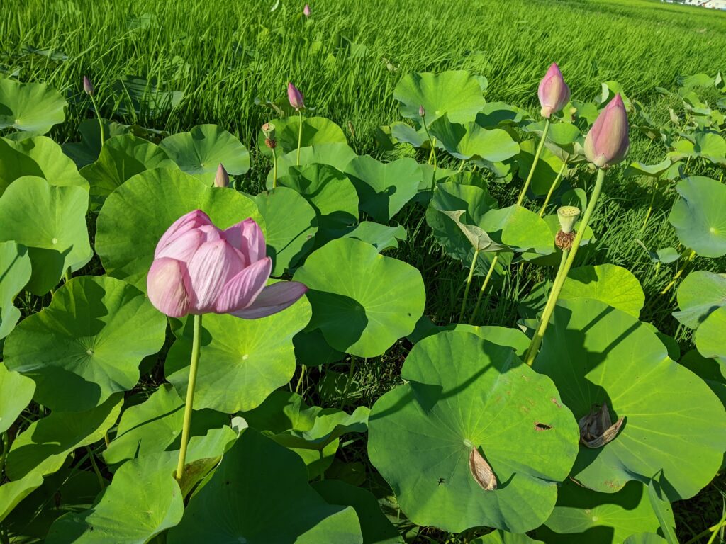 ハスの花