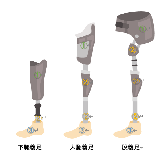 義足の構造、ご存じですか？ | 長野県立総合リハビリテーションセンター