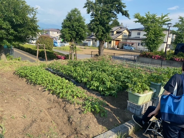 4月下旬にじゃがいもを植えました。夏の日差しを浴びてすくすく育っています。